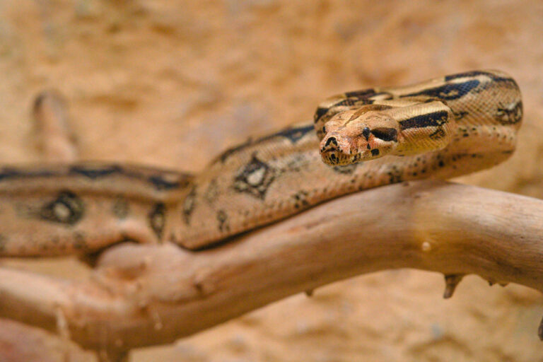 Pythons Royaux Refuge De L Arche