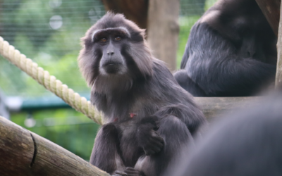 Placement réussi pour ce groupe de Tonkéans d’un parc zoologique