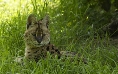 Serval Spyke