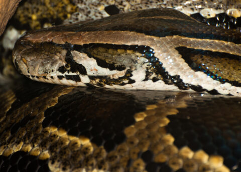 Python molure - Refuge de l'Arche