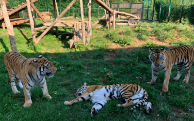 Journée internationale du tigre : la belle histoire de Kaïro et des deux tigresses d’Ukraine