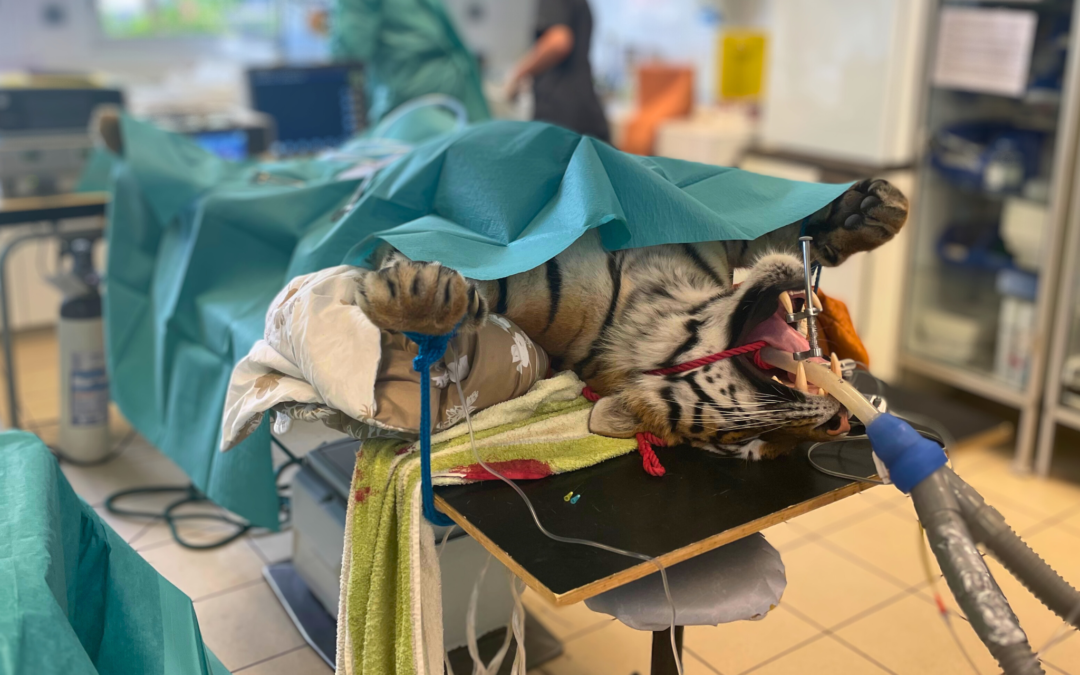 Opération de stérilisation des deux tigresses d’Ukraine