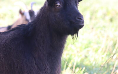 Chèvre naine