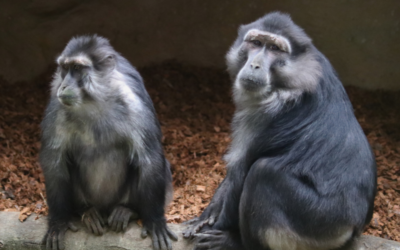 Les 12 macaques de Tonkéan ont découvert leur nouvelle volière  !