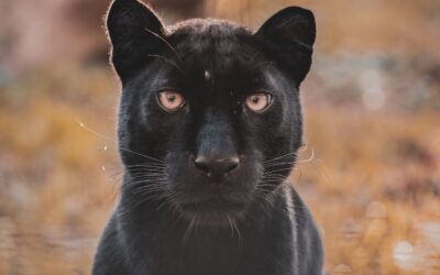 Panthère Kiara