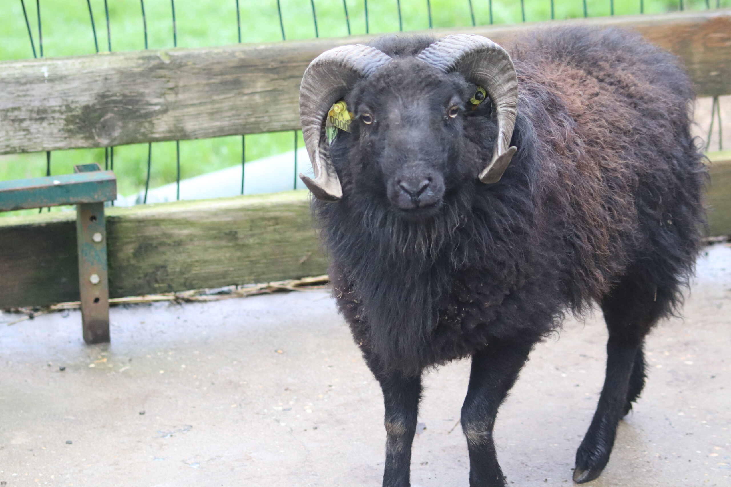 Mouton de Ouessant