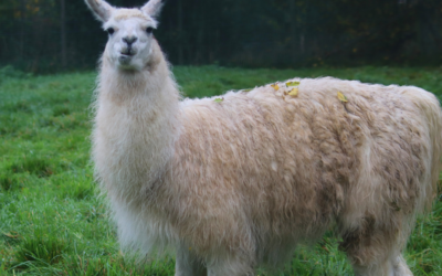 Lama Gaspacho