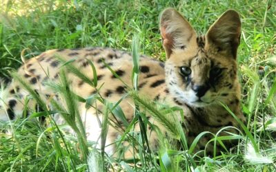 Serval Zuri