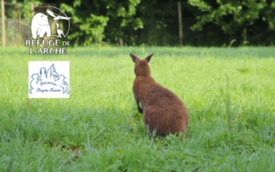 Prise en charge de 5 wallabys de Bennett