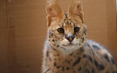 Serval Zuri