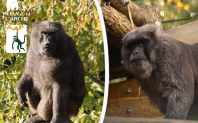 Deux nouvelles espèces accueillies au Refuge de l’Arche !