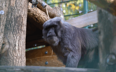 Macaque Maure