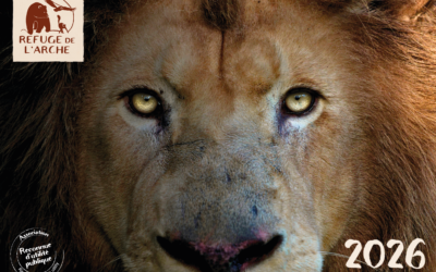 Bonne année 2026 ! 🎉