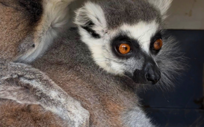 Deux nouveaux lémuriens maki catta accueillis au Refuge de l’Arche