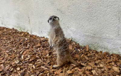 Accueil d&rsquo;une femelle suricate, détenue illégalement par un particulier