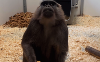 Vitaly, un macaque maure rejoint le Refuge