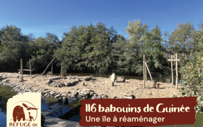 116 babouins, une île à réaménagée, un projet à soutenir