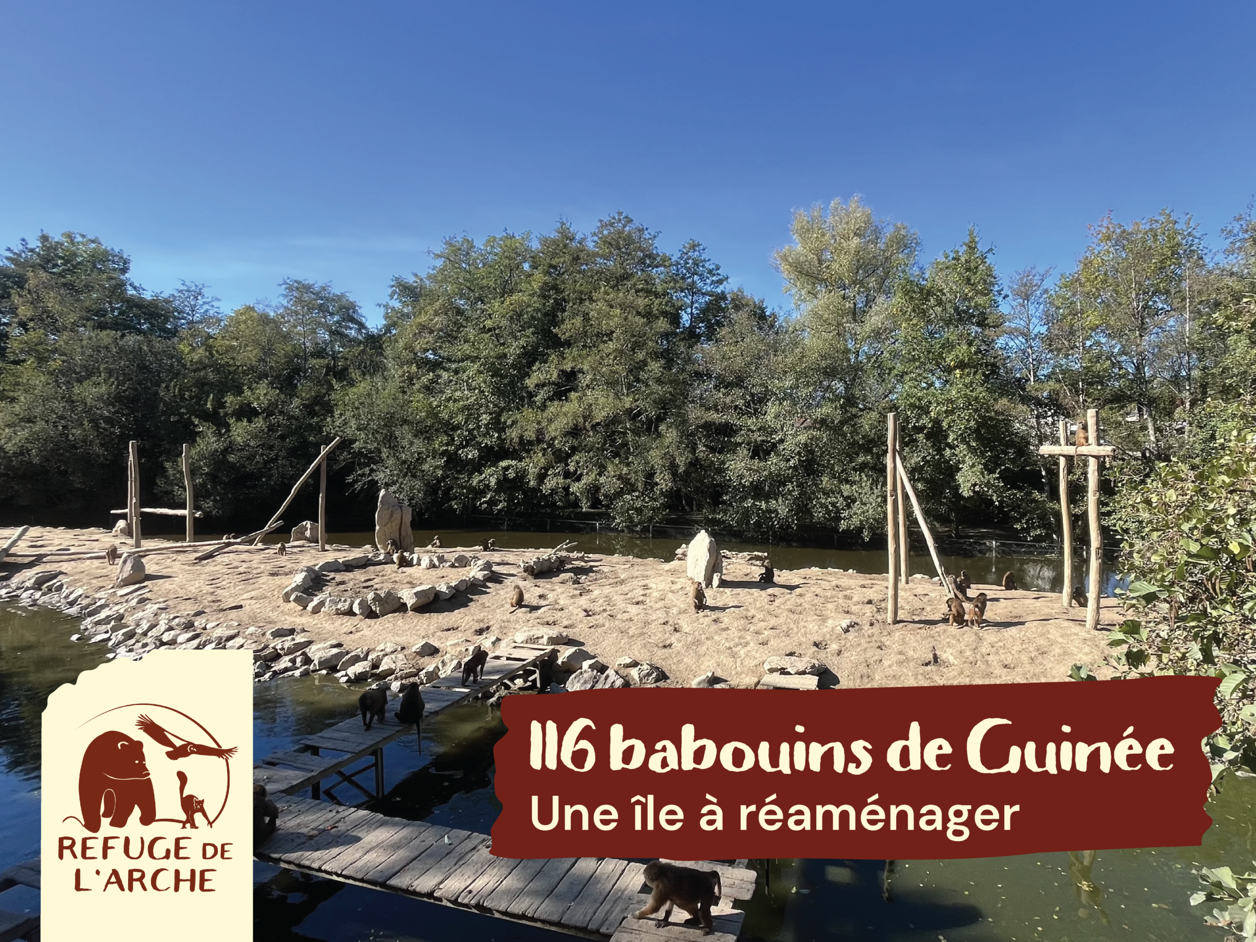 Quel texte pour "Extrait" Au Refuge de l’Arche, nous lançons une collecte de financement participatif pour améliorer les conditions de vie de 116 babouins de Guinée. Nouvelles plateformes en hauteur, espaces ombragés et rénovation de leur île : découvrez notre projet et aidez-nous à leur offrir un environnement mieux adapté à leurs besoins