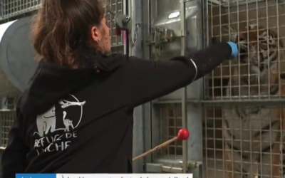 Le medical training à l’honneur au Refuge de l’Arche avec France 3 Pays de la Loire